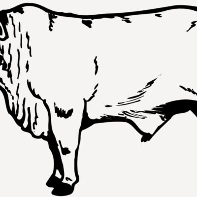 COW022 Thumbnail