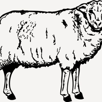 SHEEP002 Thumbnail