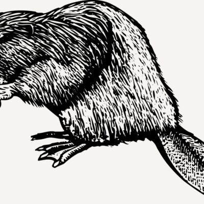 BEAVER01 Thumbnail