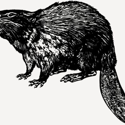 BEAVER02 Thumbnail