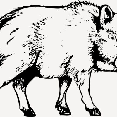 BOAR0003 Thumbnail