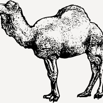 CAMEL001 Thumbnail