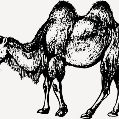 CAMEL002 Thumbnail