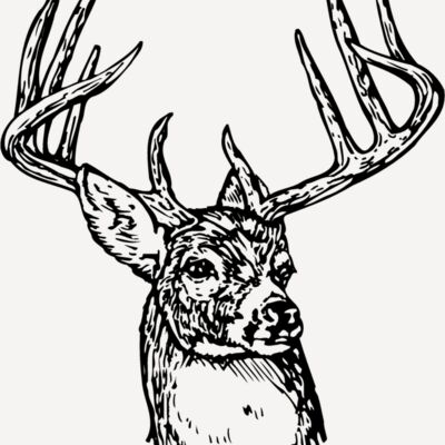 DEER006 Thumbnail