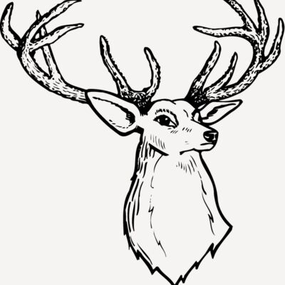 DEER008 Thumbnail
