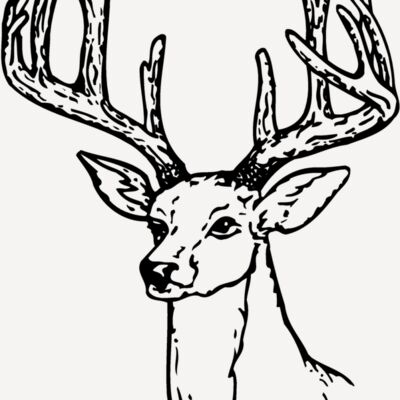DEER009 Thumbnail