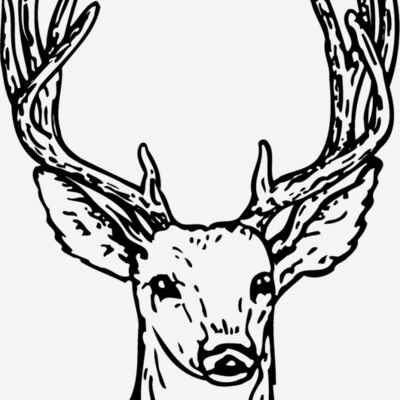 DEER011 Thumbnail