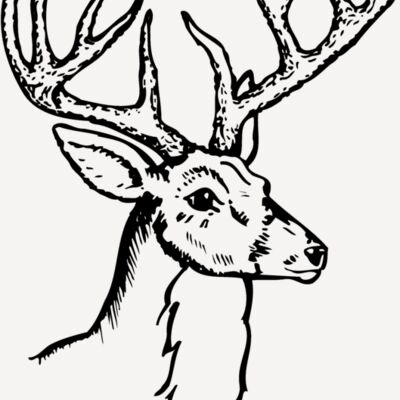 DEER017 Thumbnail