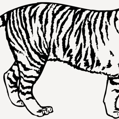 TIGER003 Thumbnail
