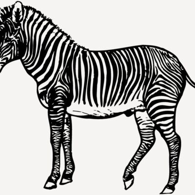 ZEBRA003 Thumbnail