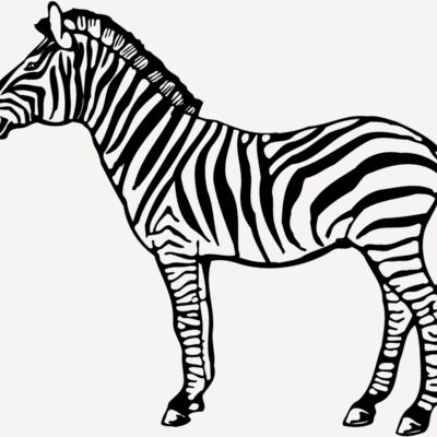 ZEBRA004 Thumbnail