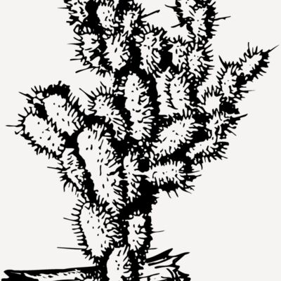 CACTUS09 Thumbnail